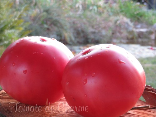 10 graines de tomate ancienne Khula Uri d'Adzhari rustique goût très agréable - Picture 6 of 12