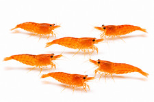 20 2 Live Orange Sunkist Neocaridina Freshwater Shrimp 100 Live Arrival USA