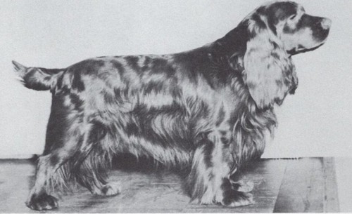 * Sussex Spaniel - CUSTOM MATTED - Dog Art "Photo Print" - 1964