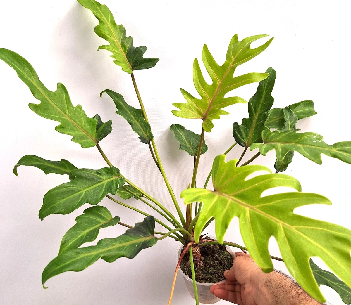 Philodendron Xanadu online kaufen | eBay.de
