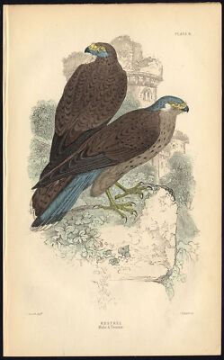 Antiker Druck-RAUBVOGEL-FALKEN-WEIBLICH-TELLER 8-Bechstein-Lizenaren-1864