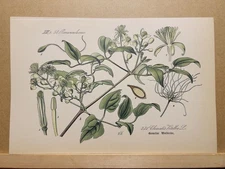 1886 ANTIQUE LITHOGRAPHY ILLUSTRATION BOTANY FLOWER FLORA NATURE DECOR...