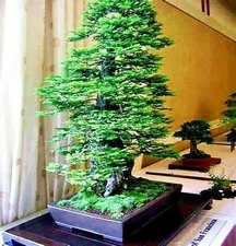 20 California Coast Redwood Seeds Giant Sequoia Bonsai TALLEST TREE in the WORLD