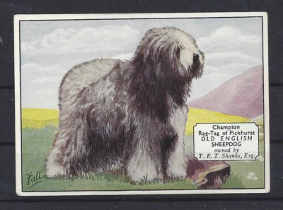 1938 UK Dog Art Photo Ardath Cigarette Card Named Champion OLD ENGLISH SHEEPDOG