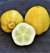Lemon Cucumber -15 Seeds -Heirloom NON-GMO Rare Crispy Sweet