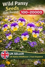 Wild Pansy Seeds Viola Tricolor 100-20000 UK Native Wildflower Bee Friendly