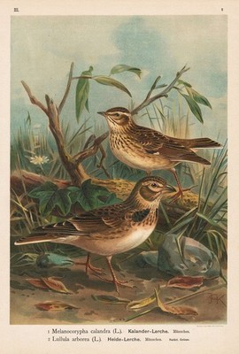 Heide-Lerche Sperling Larks Vögel bird birds Lithographie Naumann 1880