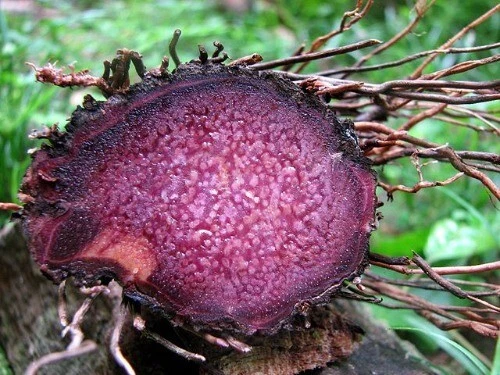 Dioscorea alata | Purple Yam | Ube | 5 Seeds