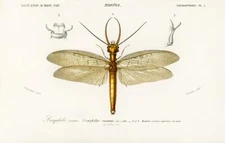 1800's D'Orbigny Eastern Dobson Fly Corydalis cornutus 8x11 Reproduction Exc