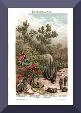 Euphorbiaceen + Druk historyczny/chromolit z 1895+ Wilcze mleko