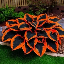 Hosta Seeds - 100+ Black Orange Hosta Plants Seeds for Planting Outdoor