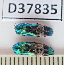 D37835. Insects, Buprestidae sp. Vietnam North