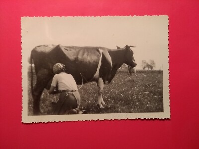 Old photo antique woman farmer milking cow in pasture milk woman milk old photo