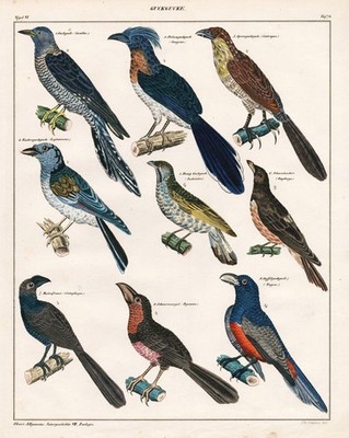 Kuckuck cuckoo bird oiseau Vögel birds Lithographie Oken 1830
