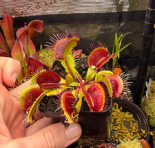 Venus Flytrap (Dionaea muscipula), wholesale carnivorous plants