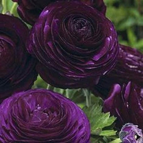 Ranunculus Bulbs 20 White Purple Mix Corms Peony Rose Butterfly Garden Flowers - Picture 6 of 7