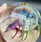 Glass Eye Studio Paperweight, Angel Fish 1998 Signed GES #047/150 — photo 9