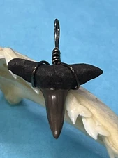 SHARK TOOTH PENDANT. 7/8 Inch Fossilized LEMON Shark Tooth From Bone Valley Fl
