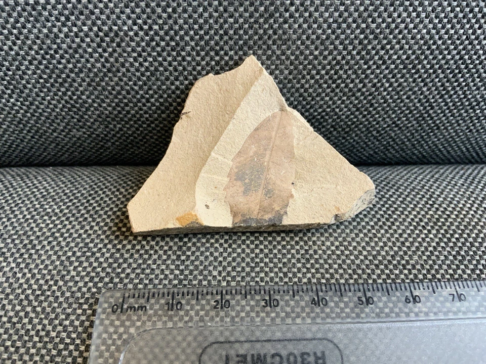 Rare Fossil Willow Tree Leaf Specimen, Eocene, Green River, Utah, USA. 54 MYO - Image 4 of 4