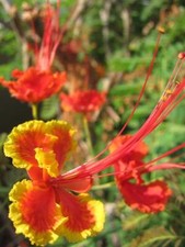Pfauenstrauch - Stolz von Barbados - Caesalpinia Pulcherrima - 20 Frische Samen