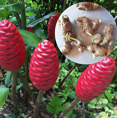 6 Shampoo Ginger Rhizome ,Zingiber Zerumbet, Pine Cone free ship Awapuhi kuahiwi