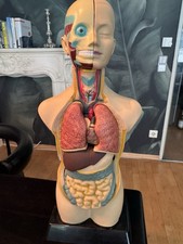 10 Teiliges Menschliches Anatomie Modell - Sch&auml;del Torso und Innere Organe