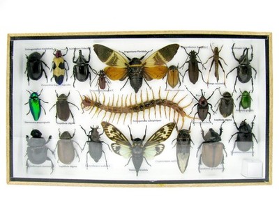 Unique piece - Real 3D prepared insects, showcase mural, museum quality a-l-36