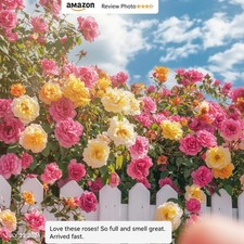 300 Mixed Climbing Rose Rosa Seeds for Planting Outdoors -Heirloom Garden Vine H