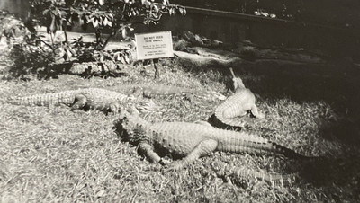 1947 Crocodile Exhibit Bronx Zoo New York NY Don t Feed Sign Real Photo P20g24