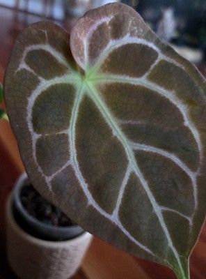 cryptocoryne plants Cryptocoryne wendtii 'Green' Aquarium Plant