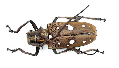 Cerambycidae, Batocera rubus, female, A1, 33 mm, Sumatra, #CB405