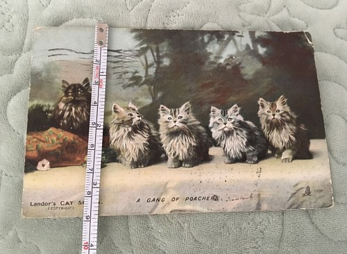 Antigua Postal Raphael Tuck’s Landor’s Cat Studies Fotocromática Serie 6496 - Imagen 6 de 7