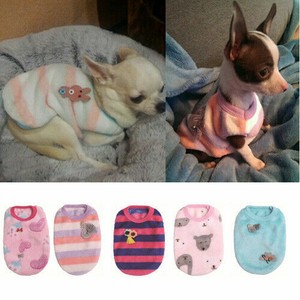 cute small chihuahua