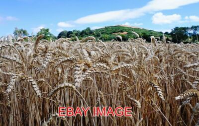 FOTO WEIZENFELD AUFGENOMMEN IN DER NÄHE VON BURROUGH AUF DEM HÜGEL IN LEICESTERSHIRE.