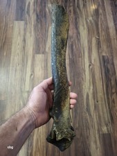 Historic Bison thoracic vertebra  holocen era