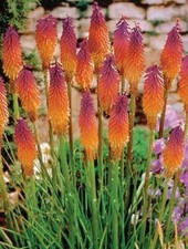 25 Orange Purple Hot Poker Torch Lily Flower Seeds Perennial