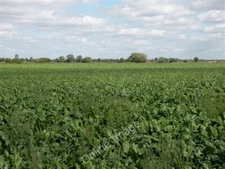 Photo 6x4 Sugar beet, probably River Bank Because I don't believe th c2009
