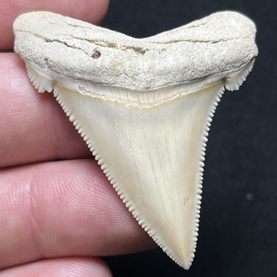 Top 1% Fossil Angustidens Shark Tooth All White Razor Sharp Summerville, SC