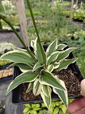 Hosta Cosmic Dew 5.25'' Pot Well Rooted Perennial Shade Plant