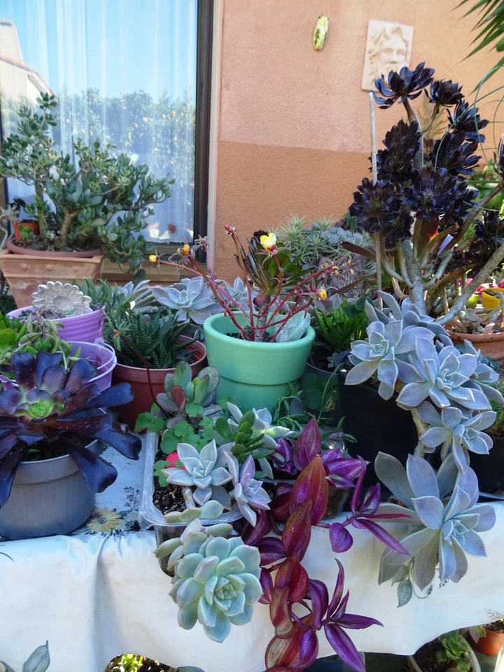 lots=10 aéoniums collector  presques noirs et panachés   +photos du jardin - Immagine 4 di 4