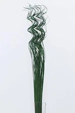 Curly Ting Pack of 35 Stems 3-4ft Green