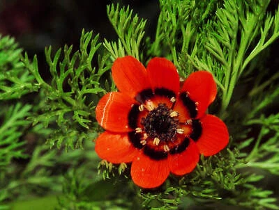 SEEDVILLE USA 10 ADONIS PHEASANTS EYE Adonis Aestivalis Red & Black Flower Seeds