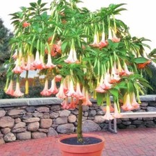 60 Pcs Mix Angel Trumpet Seeds Flowers Seed Flower Brugmansia Datura