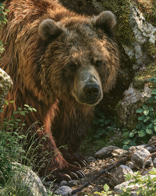 Brown Bear Crossing Rocky Forest Stream Print - 778908250