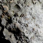 Silurian fossil ostracods, seeds shrimps