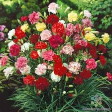 200+ Grenadin Double Mix Carnation Seeds for Garden - USA - FREE SHIPPING!