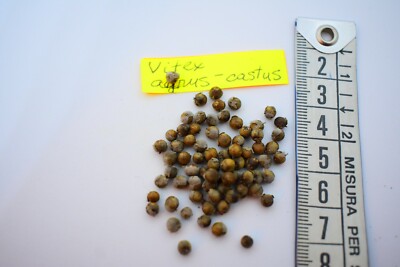 Semi Di Agnocasto (Vitex Agnus-castus) - Pianta Medicinale, Circa 30 Semi - Foto 9