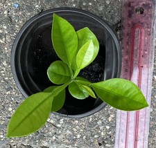 One 2”-3” Calamondin/Calamansi Seedling