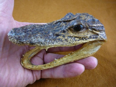 G-Def-320) 4-1/8'' Deformed Gator ALLIGATOR HEAD jaw teeth TAXIDERMY weird gators
