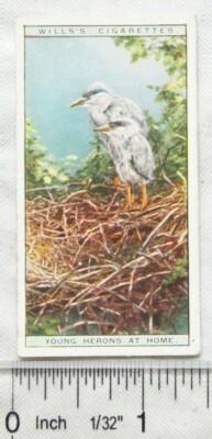 1925 Leben in den Baumkronen Nr. 16 junge Reiher zu Hause